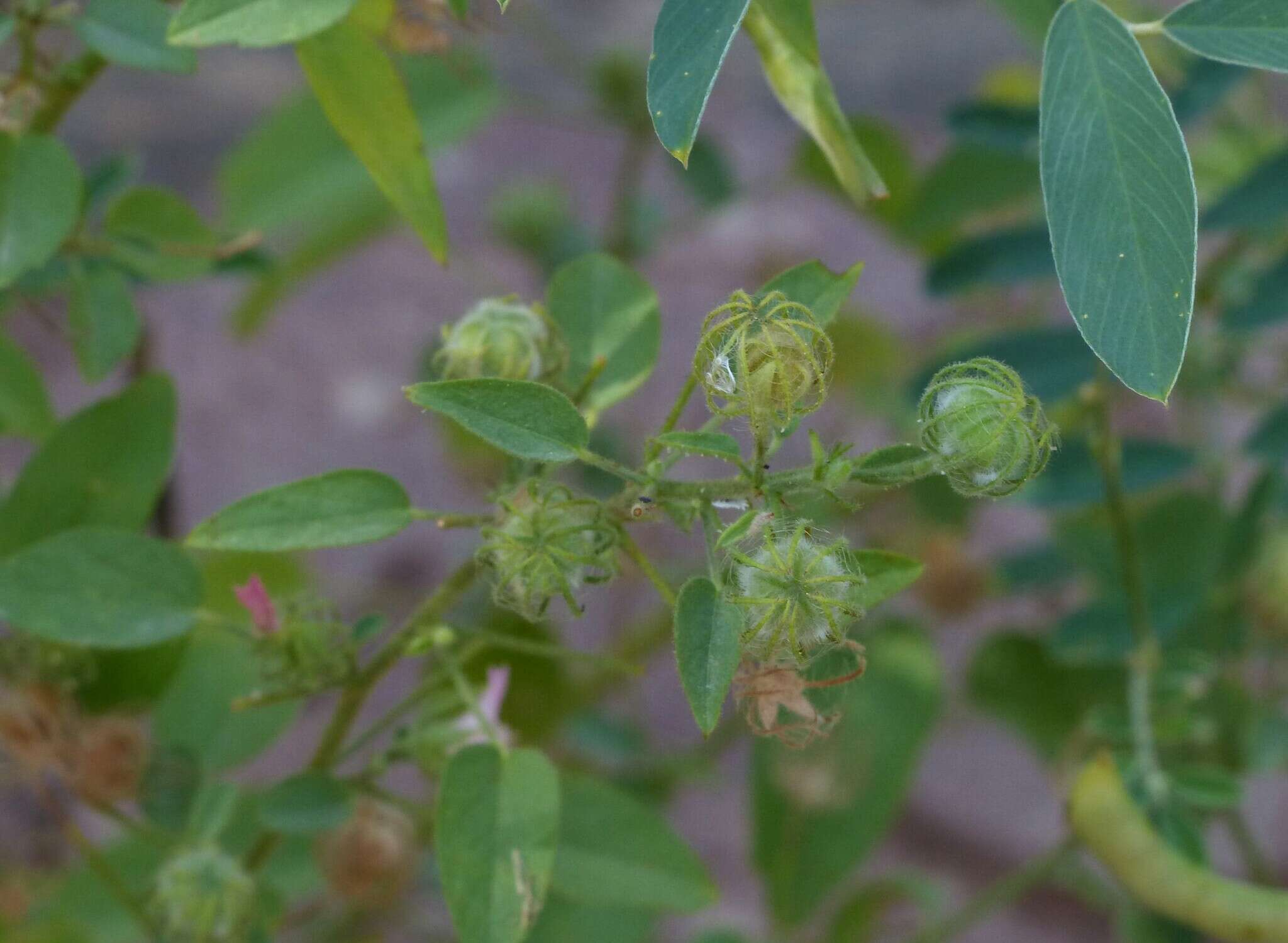 Image of Pavonia arabica Hochst. ex Steud.