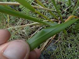 Imagem de Anthoxanthum equisetum (Zotov)