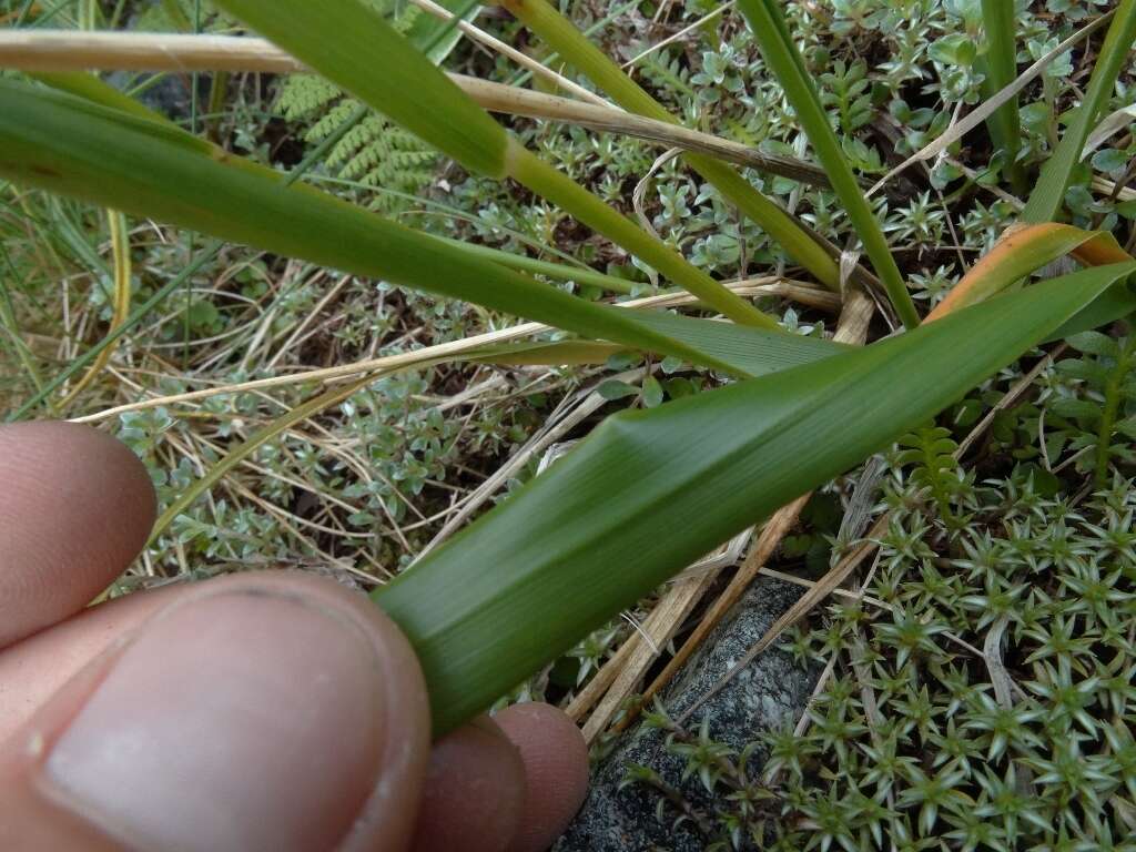 Imagem de Anthoxanthum equisetum (Zotov)