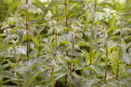 Image of Common Nettle