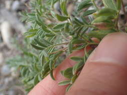 Plancia ëd Astragalus vexilliflexus Sheldon