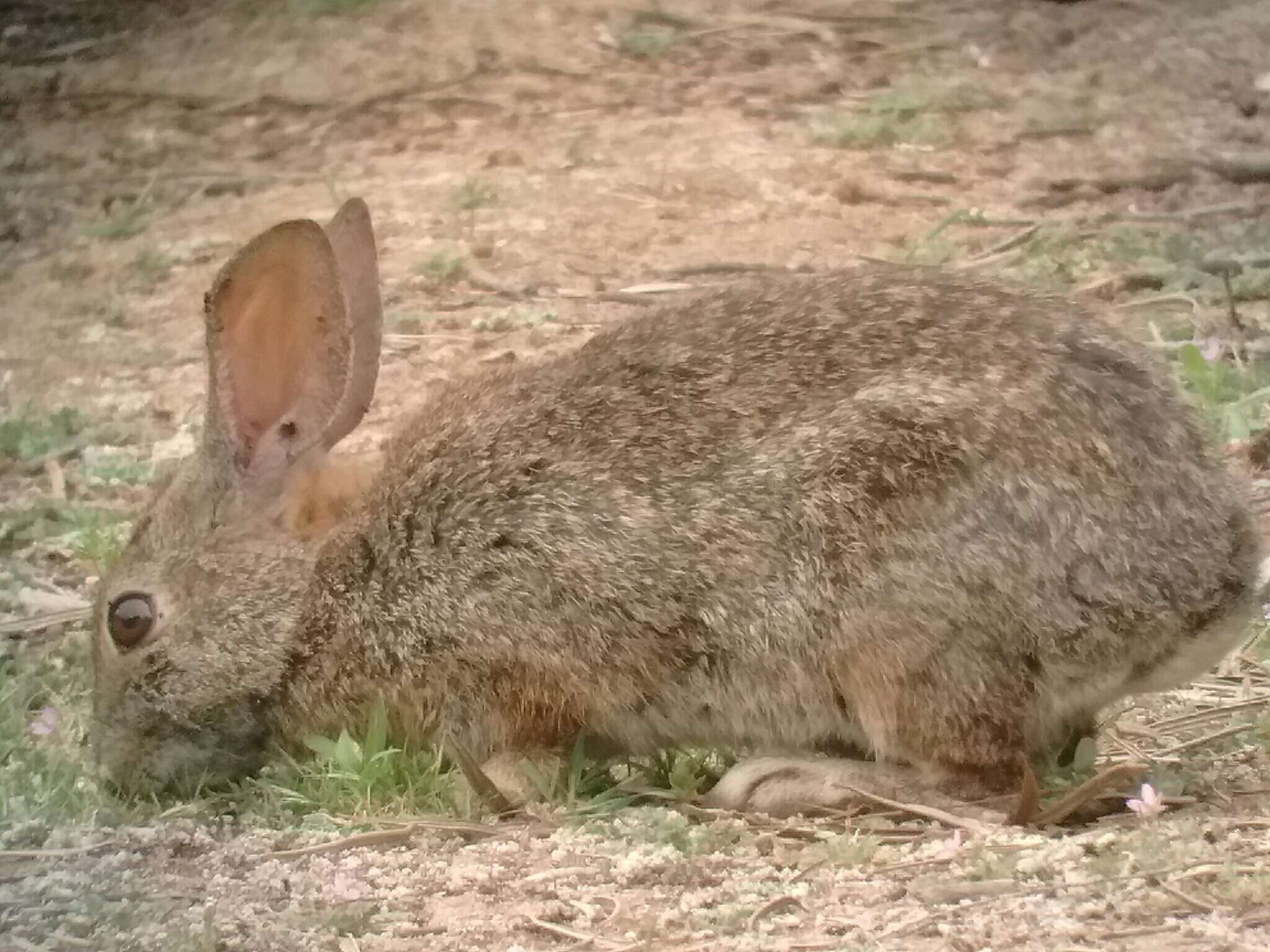 Image of Brush Rabbit