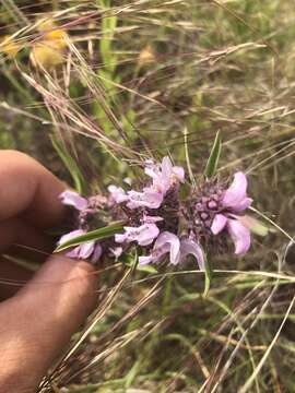 Imagem de Monarda pectinata Nutt.