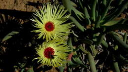 Image of Cephalophyllum pillansii L. Bol.
