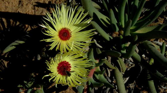 Imagem de Cephalophyllum pillansii L. Bol.