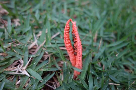 Image of stinkhorn