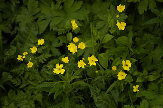 Image of common buttercup