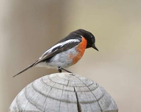 Image of Scarlet Robin