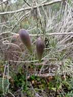 صورة Leichhardtia australis R. Br.