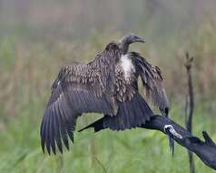 Image of Asian White-backed Vulture