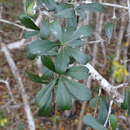 Image of Diospyros bumelioides Standl.