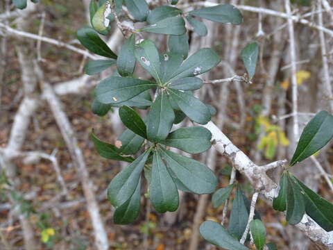 Sivun Diospyros bumelioides Standl. kuva