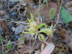 Image of Twin-headed Clover