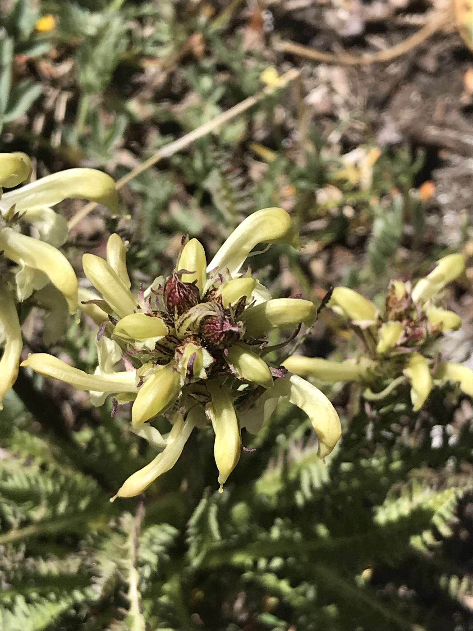 Image de Pedicularis parryi A. Gray