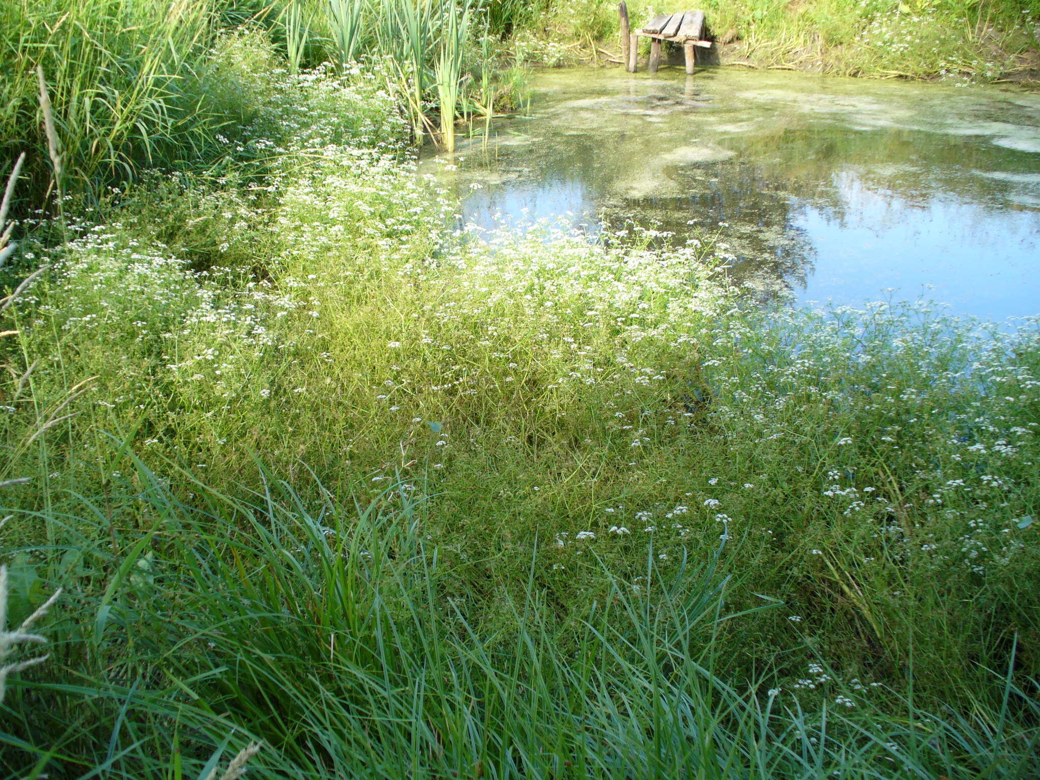 Image of Fine-leaved Water-dropwort