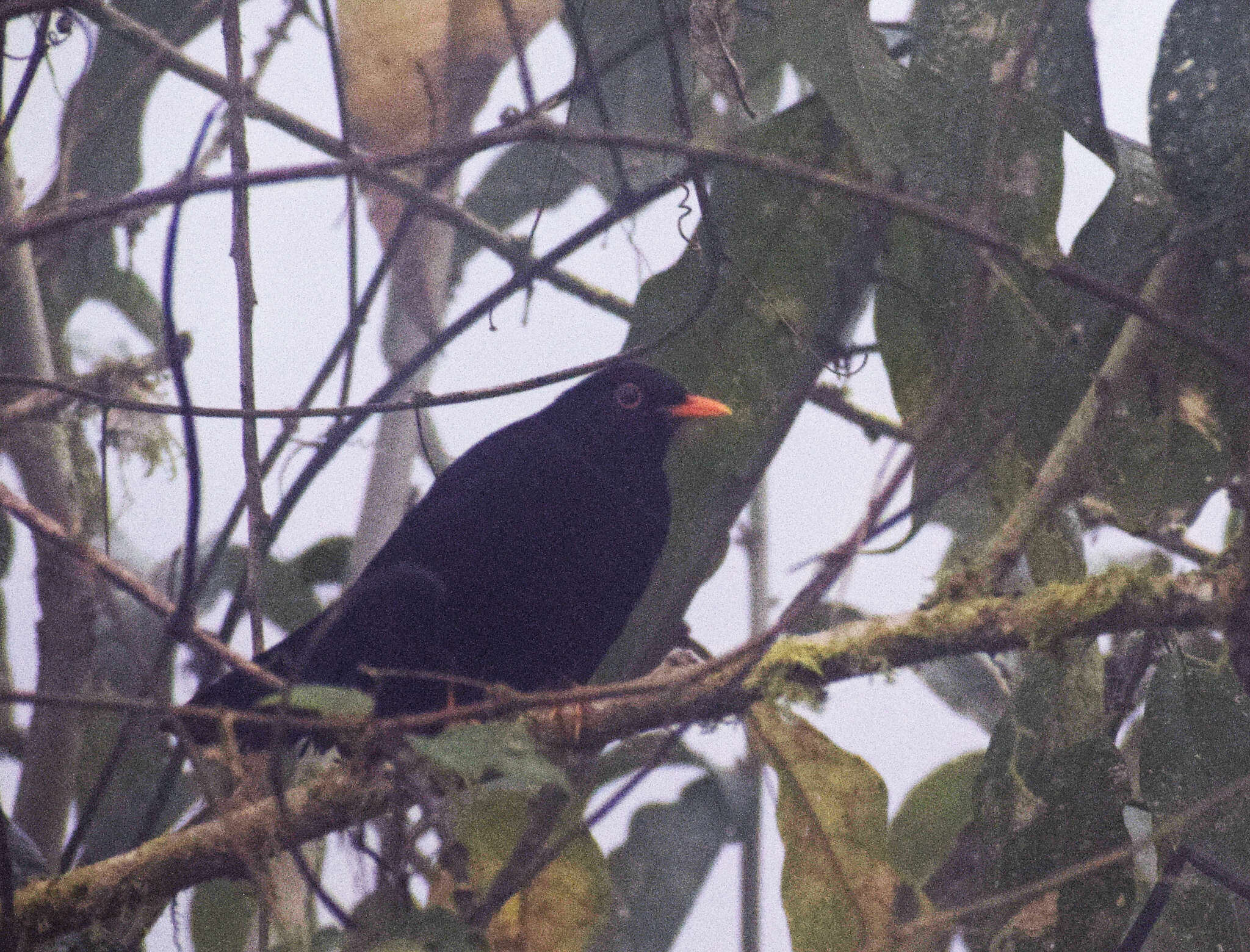 Image of Glossy-black Thrush