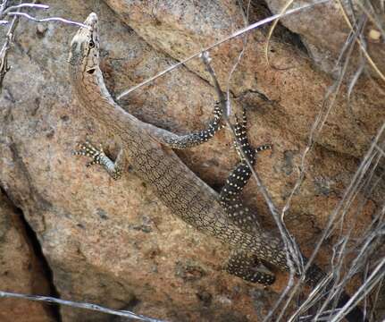 Image of Black-palmed Rock Monitor