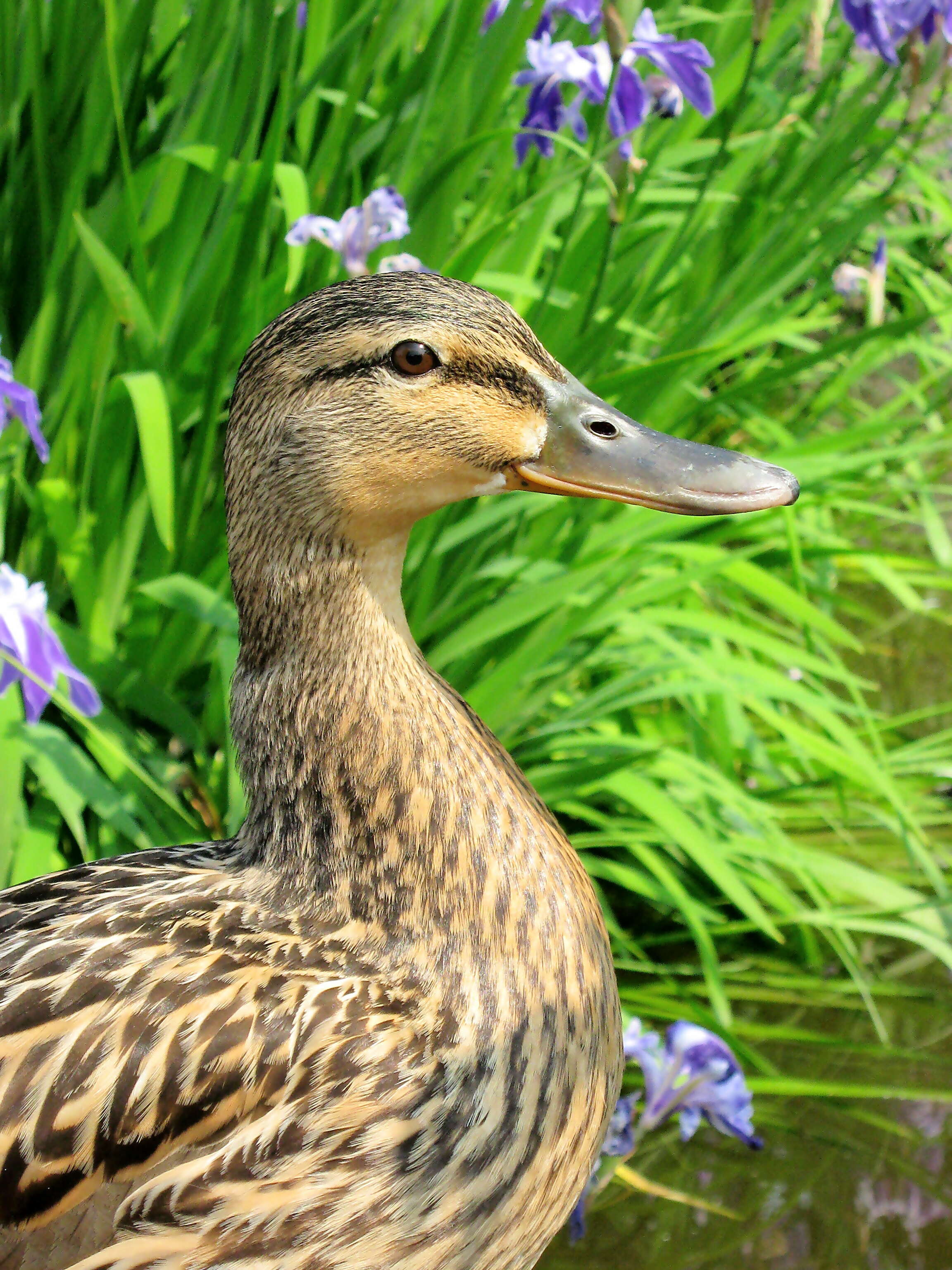 Image of Common Mallard