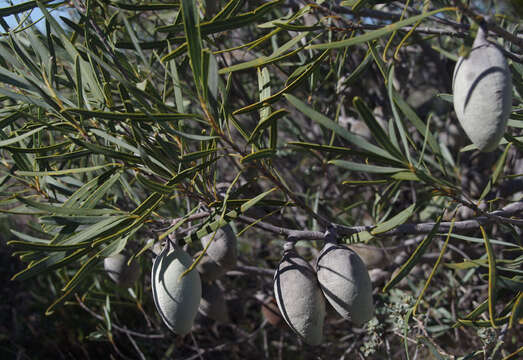 Image of Xylomelum angustifolium Kipp. ex Meissn.