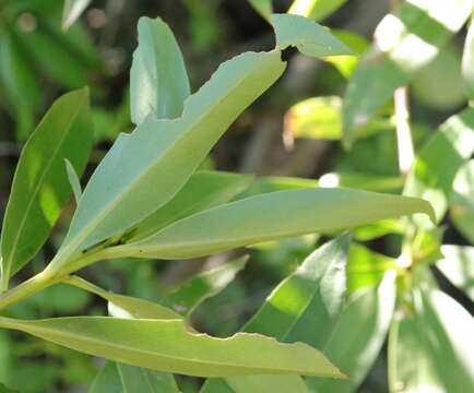 Image of Myoporum tenuifolium G. Forster