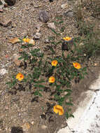 Image of Arizona poppy