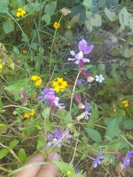 Image of creeping waxweed