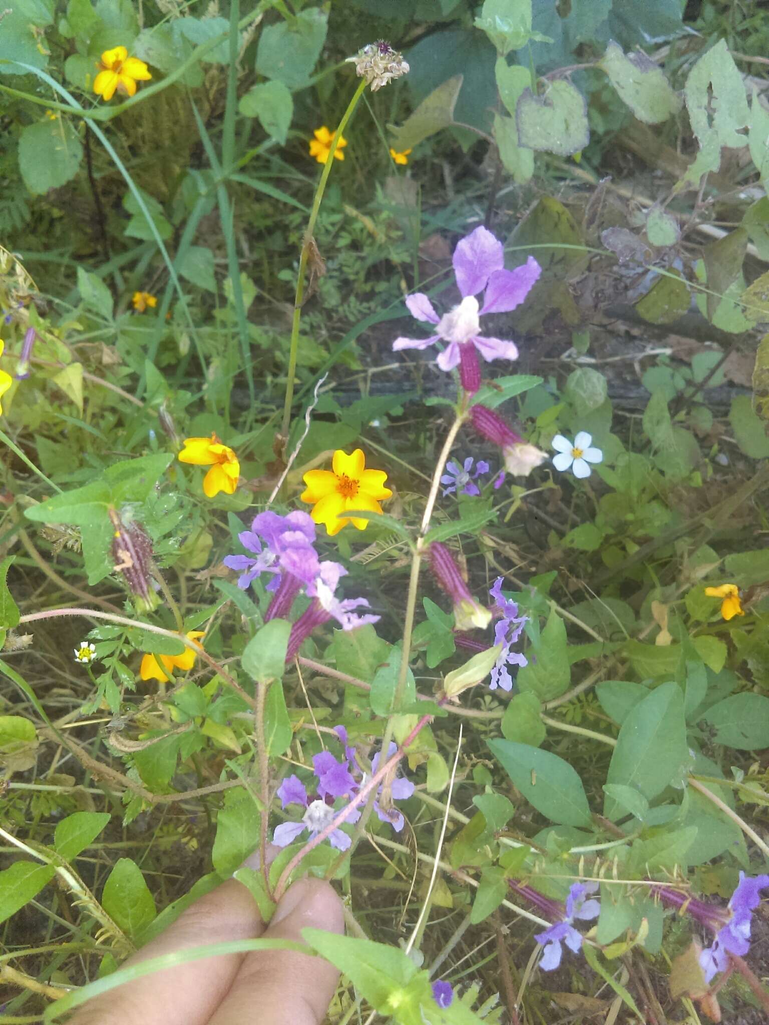 Imagem de Cuphea procumbens Ortega