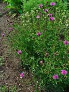 Image of spotted knapweed