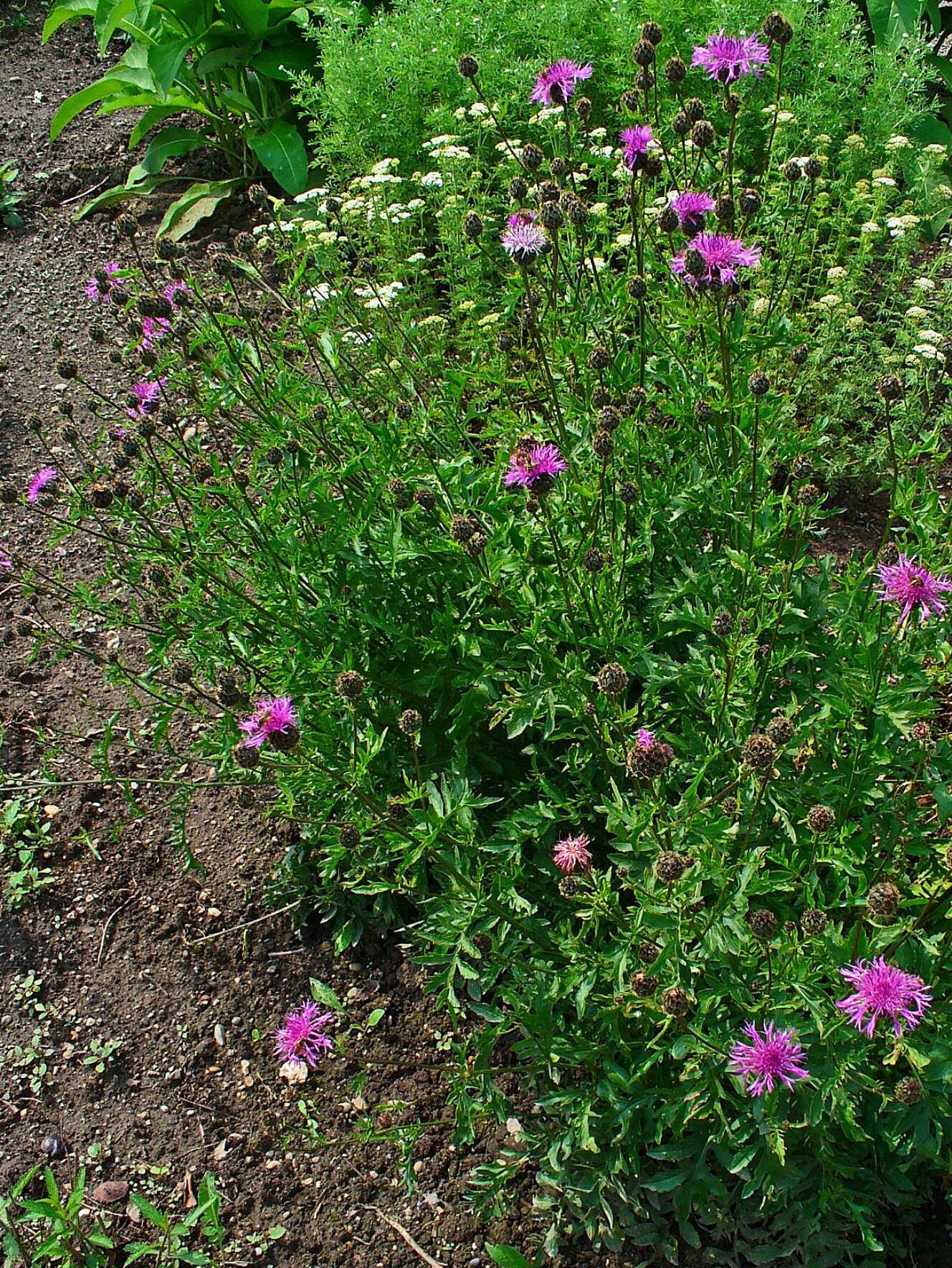 Image of spotted knapweed