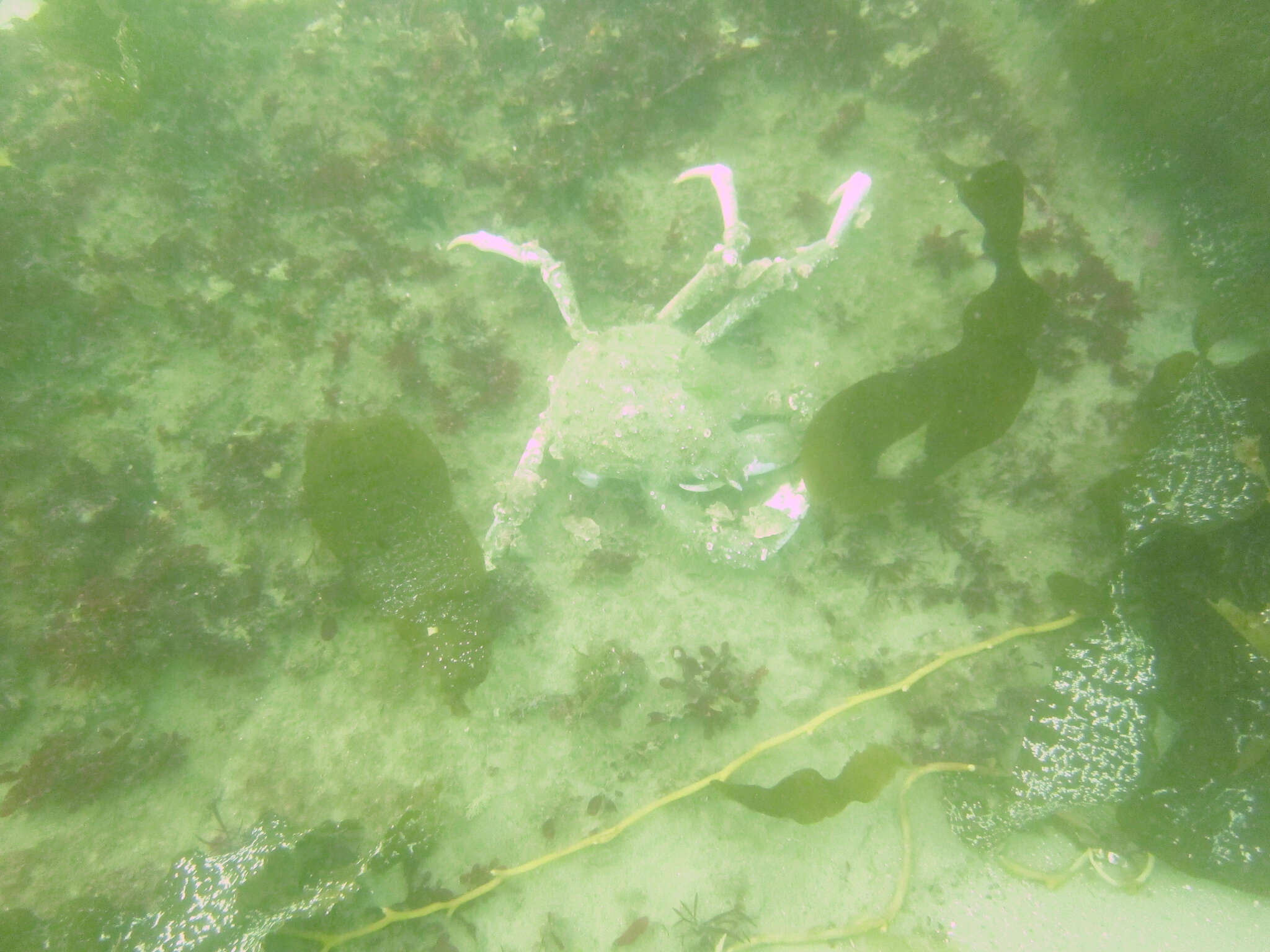 Image of Sheep crab