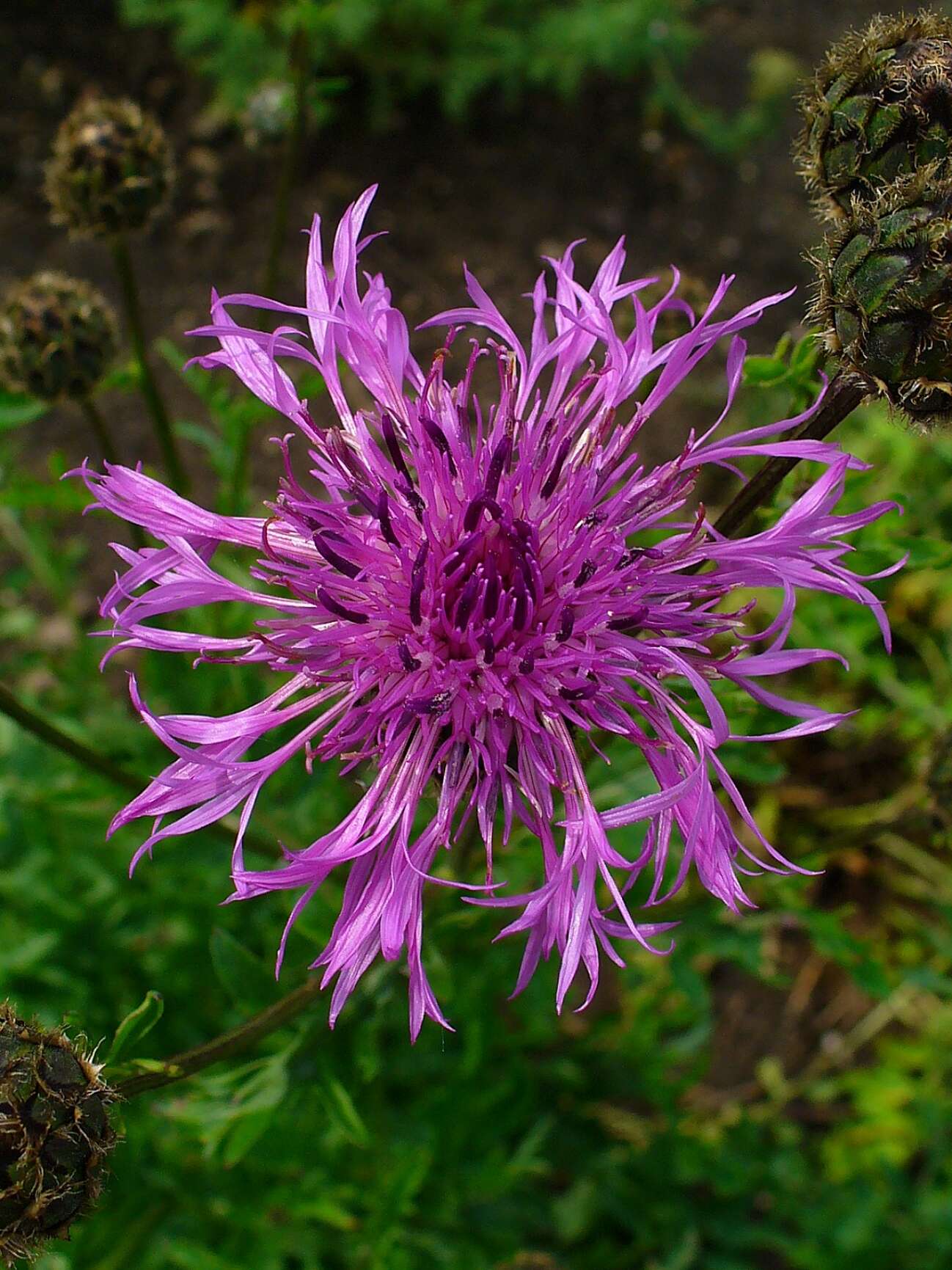 Image of spotted knapweed