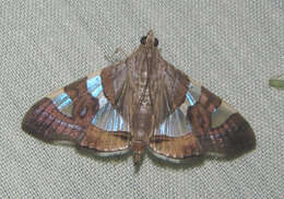 Glyphodes bitriangulalis Gaede 1917 resmi