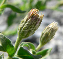 Image of Mojave brickellbush