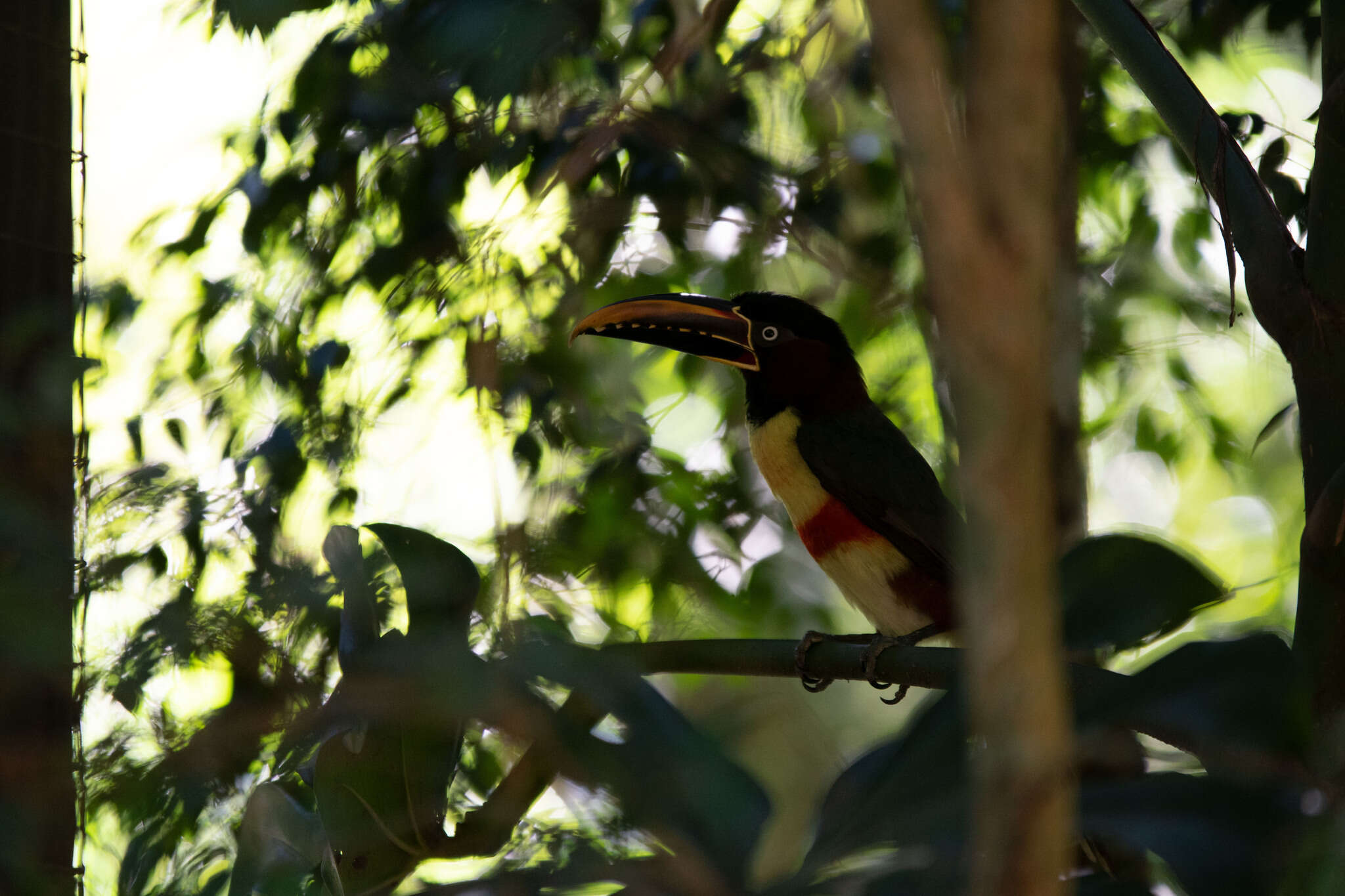 Imagem de Pteroglossus castanotis Gould 1834