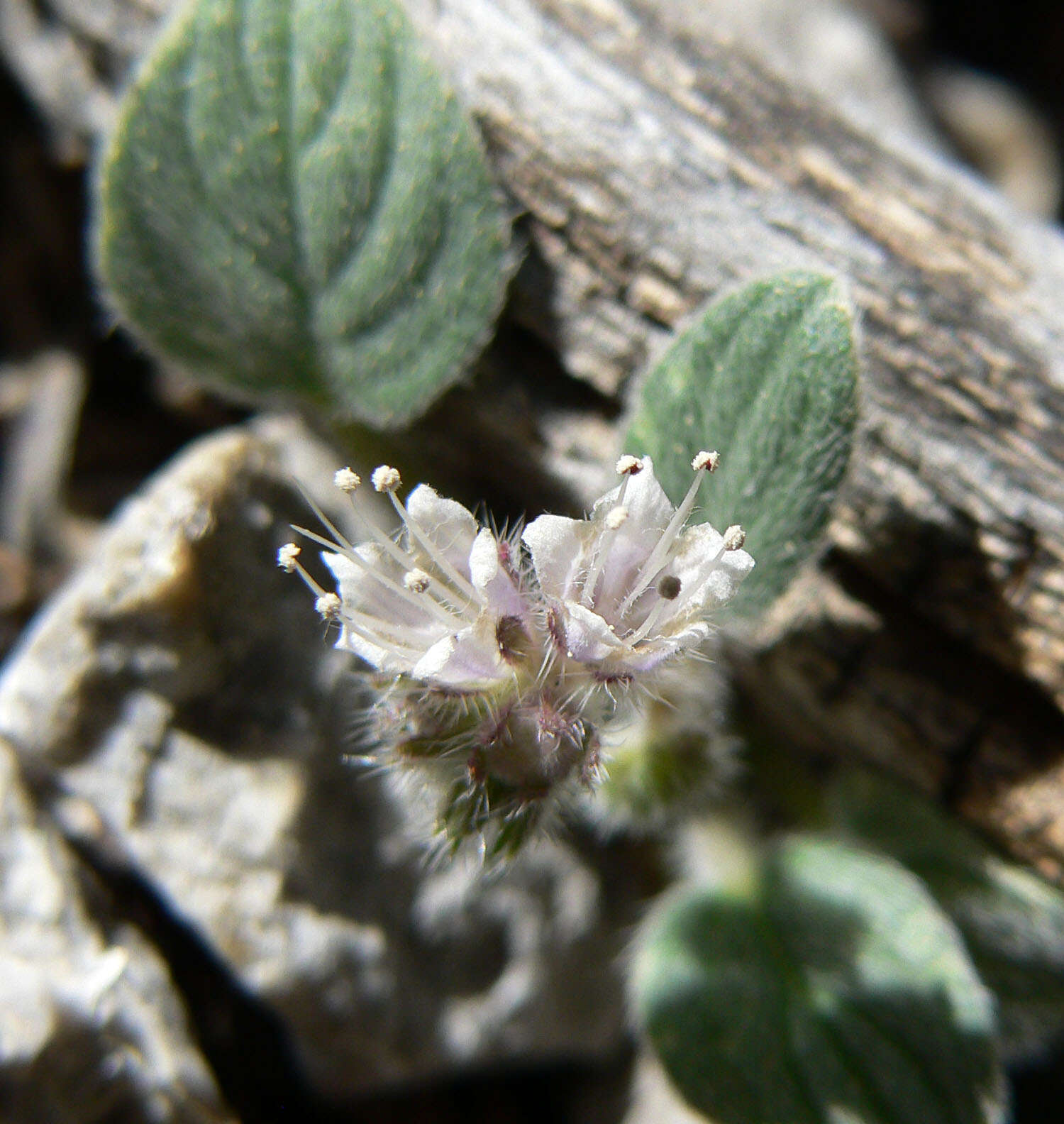 Image of silverleaf phacelia