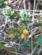 Image of Pimelea mesoa C. J. Burrows