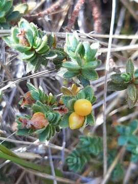 صورة Pimelea mesoa C. J. Burrows