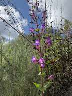 Слика од Penstemon spectabilis var. spectabilis