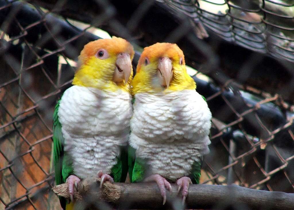 Image of Eastern White-bellied Parrot