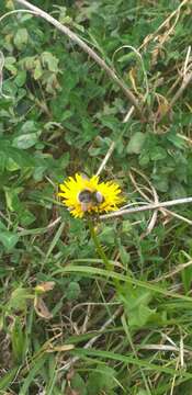 Image of Bombus funebris Smith 1854