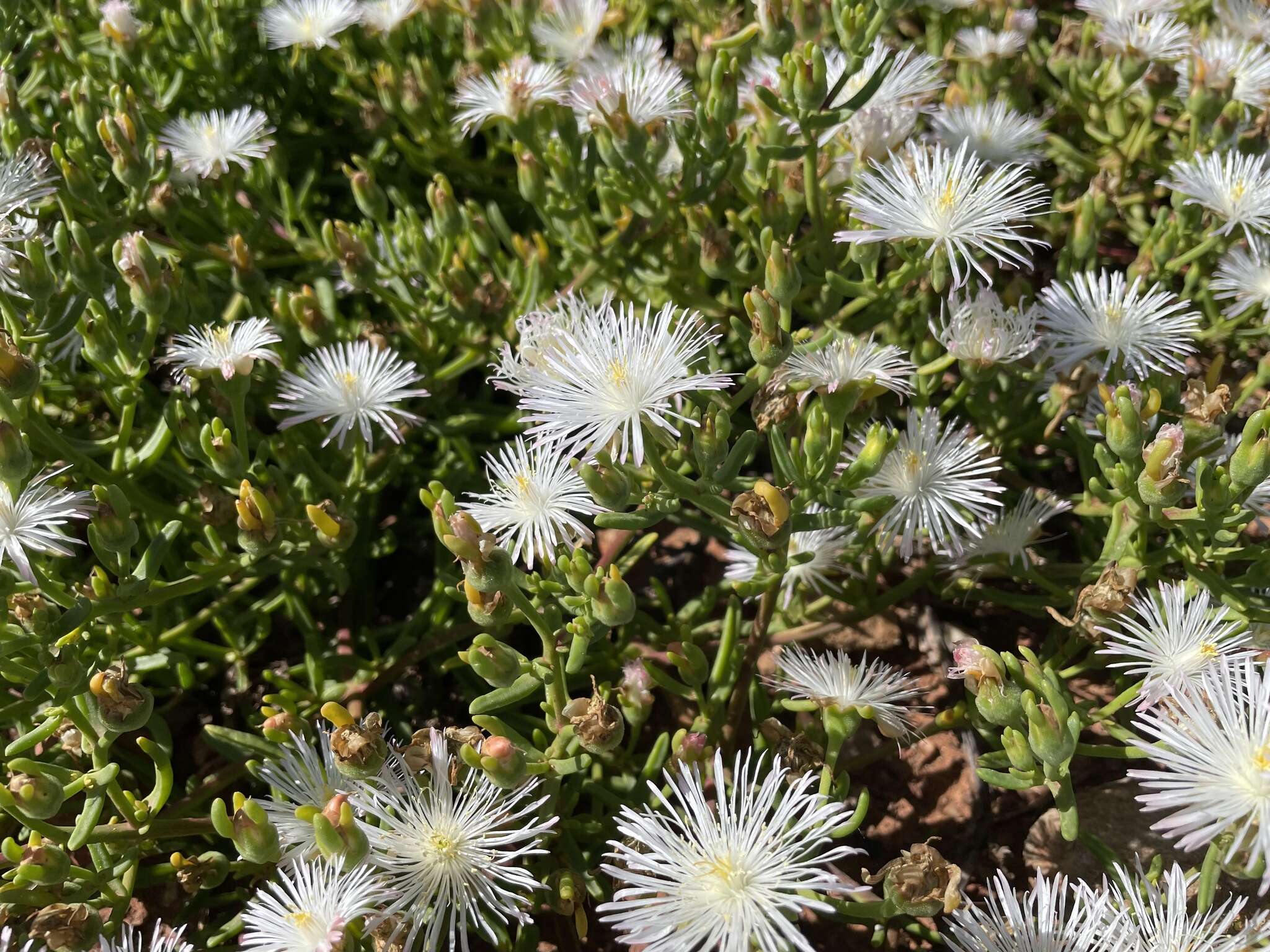 Image of Mesembryanthemum englishiae L. Bol.