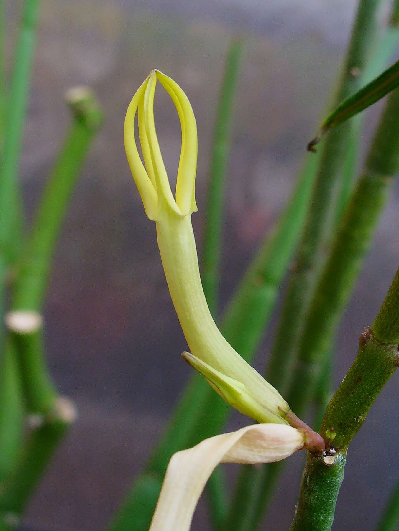 Image de Ceropegia dichotoma Haw.