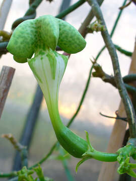 Image de Ceropegia sandersonii Decne. ex Hook.