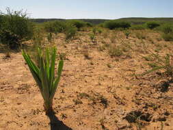 Imagem de Pseudogaltonia clavata (Baker ex Mast.) E. Phillips