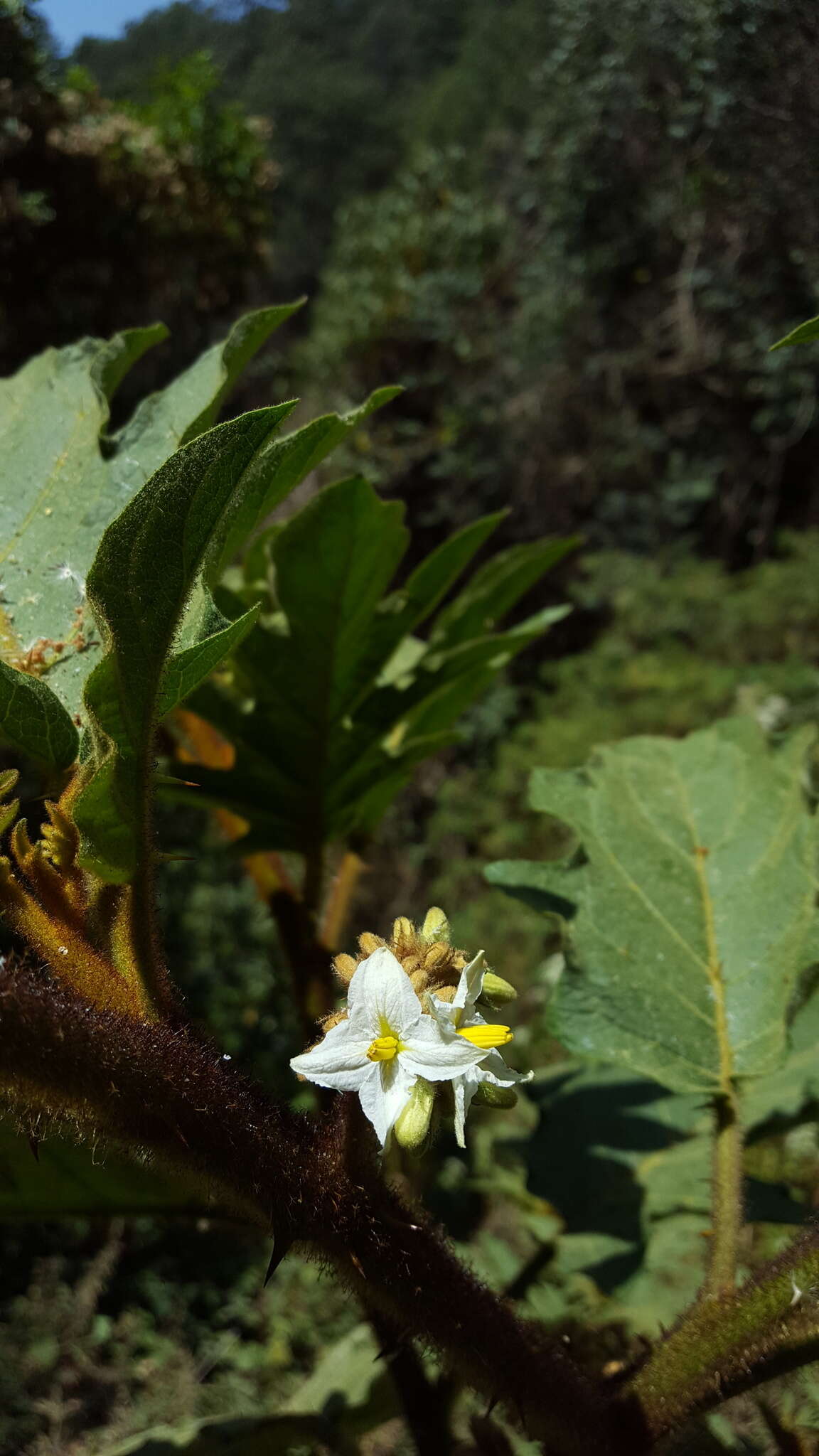 Solanum chrysotrichum Schltdl.的圖片