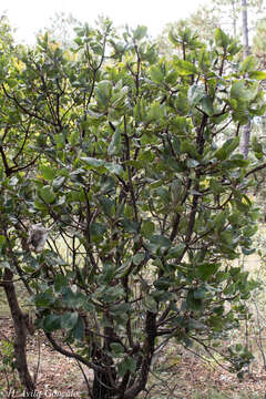 Imagem de Arbutus madrensis M. S. González-Elizondo