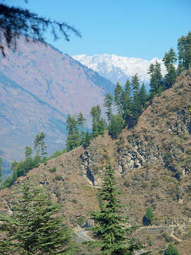 Image of Deodar cedar