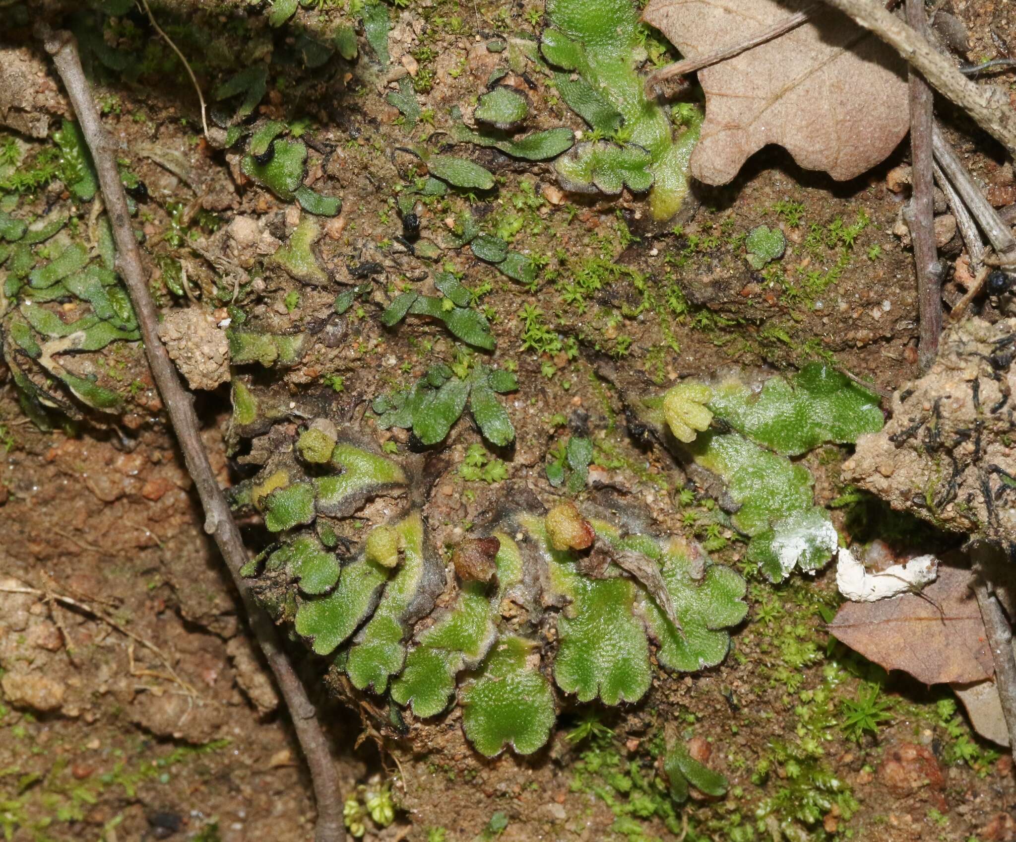 Image of Asterella californica (Hampe ex Austin) Underw.