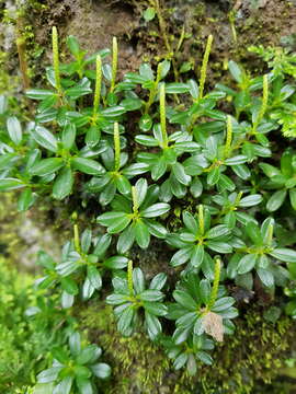 Image of Peperomia villarrealii Yunck.