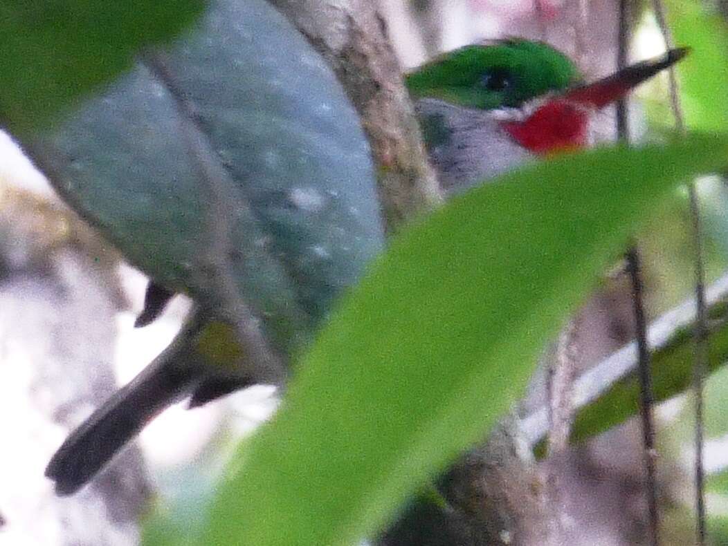 Image of Narrow-billed Tody